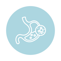 Supports Digestive Comfort